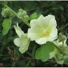 Image result for Alcea rugosa