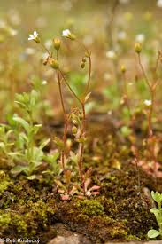Attēlu rezultāti vaicājumam “Saxifraga tridactylites fruit”