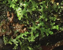 Attēlu rezultāti vaicājumam “Riccardia incurvata”