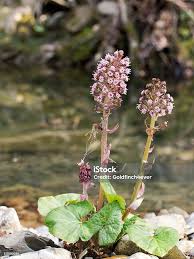 Attēlu rezultāti vaicājumam “Petasites hybridus”