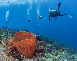Resultado de imagen para cozumel dive