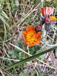 Attēlu rezultāti vaicājumam “Pilosella aurantiaca”