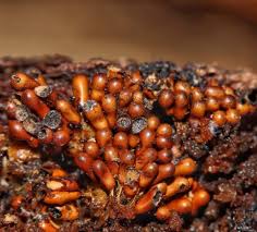 Attēlu rezultāti vaicājumam “Lignydium muscorum plasmodium”