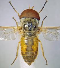 Attēlu rezultāti vaicājumam “Atylotus sp.”