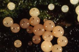 Attēlu rezultāti vaicājumam “Enerthenema papillatum”