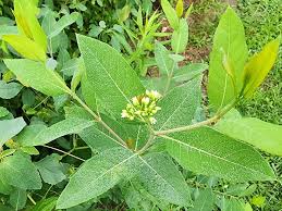 Attēlu rezultāti vaicājumam “Apocynaceae”