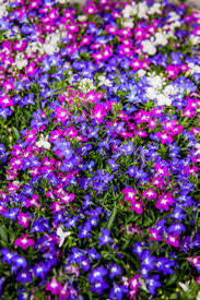 Image result for Männertreu