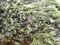 Attēlu rezultāti vaicājumam “Antitrichia curtipendula sporophyte”