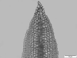 Attēlu rezultāti vaicājumam “Schistidium dupretii sporophyte”