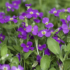 Image result for Aubrieta hybrida (cultorum)