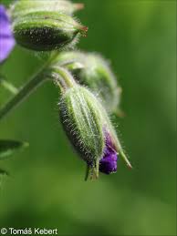 Attēlu rezultāti vaicājumam “Geranium sylvaticum leaf”