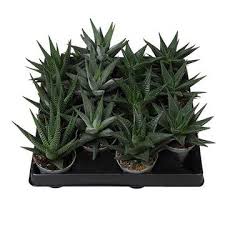 Image result for Haworthia mix