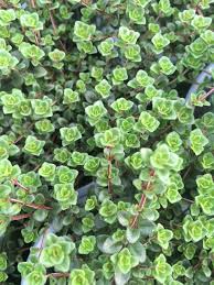 Attēlu rezultāti vaicājumam “Thymus pulegioides leaf”