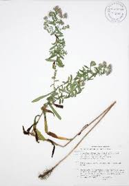 Attēlu rezultāti vaicājumam “Symphyotrichum x salignum”