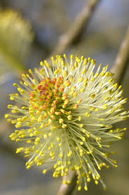 Attēlu rezultāti vaicājumam “Salix caprea male flower”