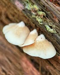 Attēlu rezultāti vaicājumam “Crepidotus applanatus”