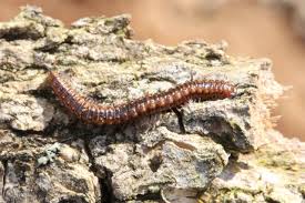 Attēlu rezultāti vaicājumam “Craspedosoma rawlinsi”