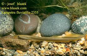 Image result for Lampetra fluviatilis