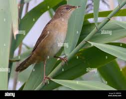 Image result for Locustella luscinioides