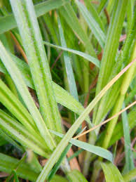 Attēlu rezultāti vaicājumam “Carex hirta female flower”