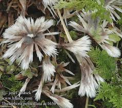 Attēlu rezultāti vaicājumam “Thelephora penicillata”