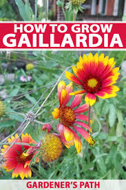 Image result for Gaillardia
