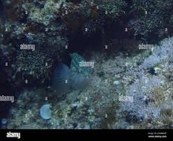 Image result for Mycteroperca rubra