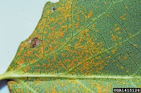 Attēlu rezultāti vaicājumam “Melampsora populnea”