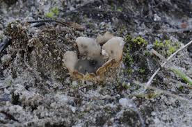 Attēlu rezultāti vaicājumam “Geopora arenicola”