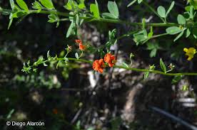 Image result for Alonsoa liniflora