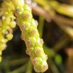 Attēlu rezultāti vaicājumam “Potamogeton gramineus”