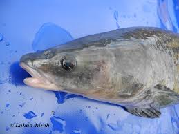 Image result for Mylopharyngodon piceus