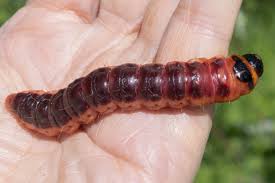 Attēlu rezultāti vaicājumam “Cossus cossus larva”