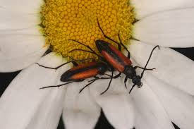 Attēlu rezultāti vaicājumam “Stenurella melanura”