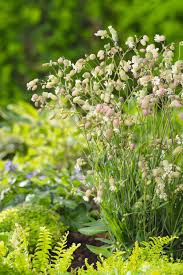 Attēlu rezultāti vaicājumam “Silene vulgaris”