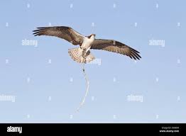 Attēlu rezultāti vaicājumam “Pandion haliaetus adult”