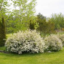 Attēlu rezultāti vaicājumam “Spiraea”