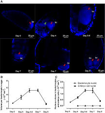 Attēlu rezultāti vaicājumam “Aleurochiton aceris nymph”