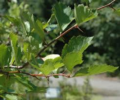 Attēlu rezultāti vaicājumam “Crataegus douglasii”