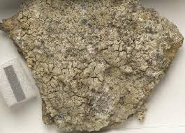 Attēlu rezultāti vaicājumam “Arthonia spadicea”