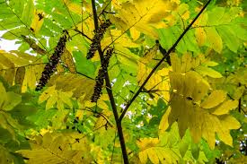 Attēlu rezultāti vaicājumam “Pterocarya fraxinifolia male flower”