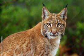 Attēlu rezultāti vaicājumam “Lynx lynx”