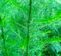 Attēlu rezultāti vaicājumam “Eupatorium cannabinum leaf”