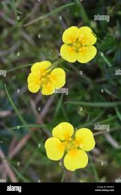 Attēlu rezultāti vaicājumam “Potentilla erecta flower”