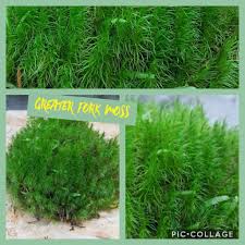 Attēlu rezultāti vaicājumam “Dicranum majus”