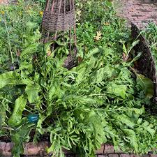 Attēlu rezultāti vaicājumam “Armoracia rusticana leaf”