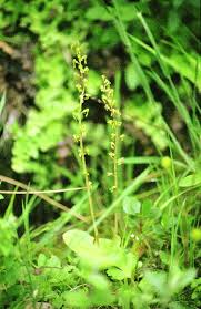 Attēlu rezultāti vaicājumam “Listera ovata”