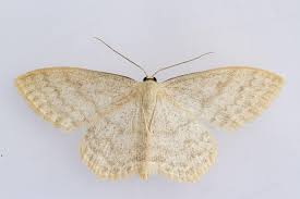 Attēlu rezultāti vaicājumam “Scopula floslactata”