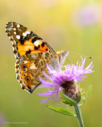 Attēlu rezultāti vaicājumam “Vanessa cardui underside”