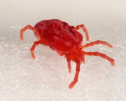 Attēlu rezultāti vaicājumam “Trombidiidae”